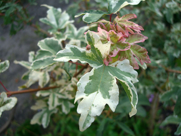 Mnster Baumschulen: Laubgehlze