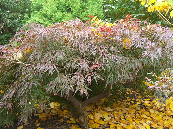 Mnster Baumschulen: Laubgehlze